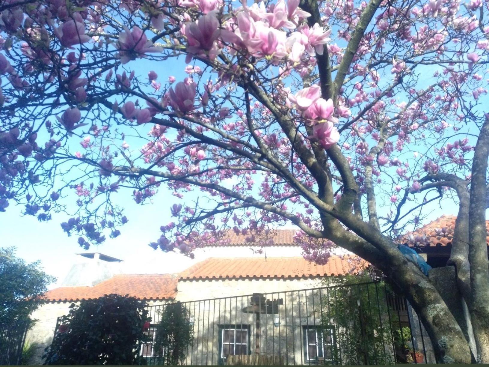 Villa Sao Braz Terrace Landim Exterior foto